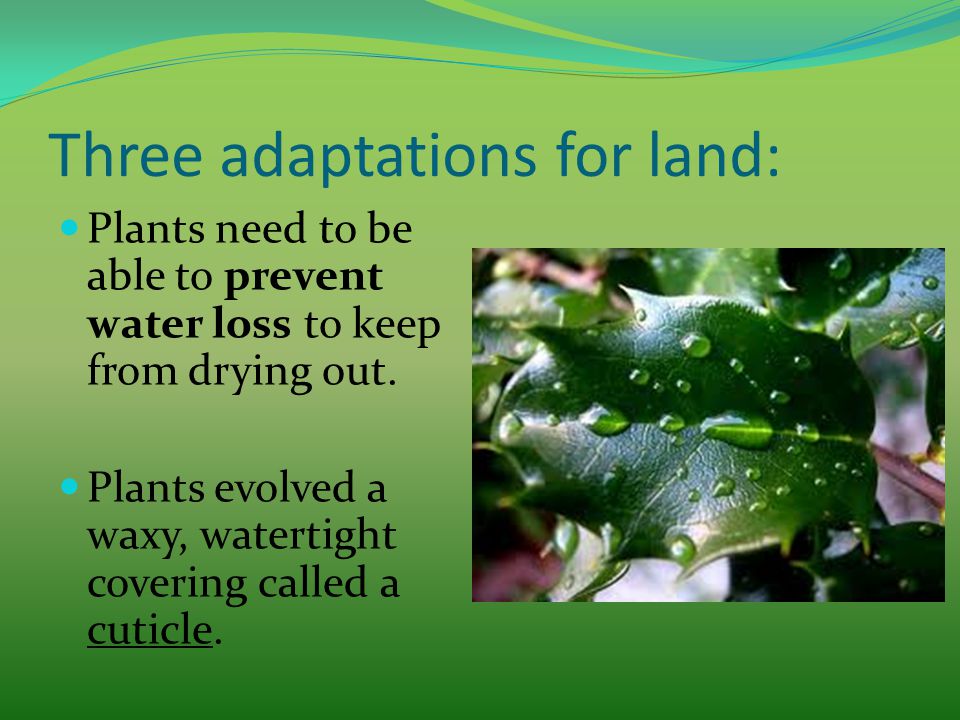Adaptations plants had to make to be able to survive on land essay